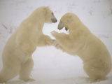 Polar Bear (Ursus Maritimus) Two Males Sparring, Churchill, Manitoba, Canada Photographic Print by Flip Nicklin/Minden Pictures