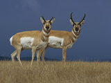 Pronghorn Antelope (Antilocapra Americana) Female, Left, and Male on Grassland, Oregon Photographic Print by Michael Durham/Minden Pictures