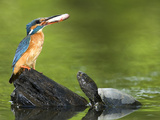 Adult Female Common Kingfisher with a Common Rudd and a Pond Turtle Photographic Print by Joe Petersburger
