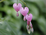 Close Up of a Sprig of Bleeding Heart Flowers, Dicentra Spectabilis Photographic Print by Charles Kogod