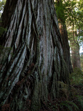 A Giant Redwood Tree in a Secret Location Called the Grove of Titans Lámina fotográfica por National Geographic Photographer A Giant Redwood Tree in a Secret Location Called the Grove of Titans Lámina fotográfica por National Geographic Photographer