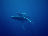 Humpback Whale (Megaptera Novaeangliae) Mother and Calf, Underwater, Hawaii Photographic Print by Flip Nicklin/Minden Pictures