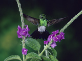 Snowy-Bellied Hummingbird (Amazilia Edward) and Porterweed (Stachytarpheta Sp.) Flowers, Costa Rica Photographic Print by Michael and Patricia Fogden/Minden Pictures