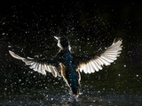 Adult Female Common Kingfisher Emerges from the Water Without a Fish Photographic Print by Joe Petersburger