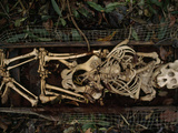 Remains of an Orangutan Cleaned by Insects Lie on a Wire Frame Lámina fotográfica por Tim Laman