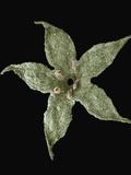 Sem Close-Up View of a Drying Levantine Madder (Rubia Peregrina) Flower at 14X Magnification Photographic Print by Albert Lleal/Minden Pictures