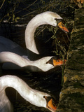 Swans Along the Edge of Lake Banyoles Photographie par Tino Soriano