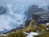 An Antarctic Fur Seal Comes Ashore to Breed Photographie par Paul Nicklen