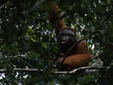 A Large Male Orangutan, Pongo Pygmaeus, Rests in a Tree Lámina fotográfica por Tim Laman