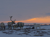 Reindeer Graze on Lichens in the Tundra Near Patches of Taiga Forest Photographic Print by Gordon Wiltsie