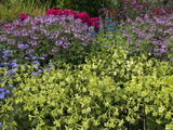 Flowers in a Park in Montreal, Canada Photographic Print by Stacy Gold
