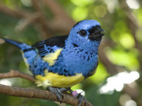 Portrait of a Captive Violaceous Euphonias Finch, Euphonia Voilacea Photographic Print by Paul Sutherland