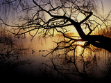 Ducks on Misty Lake Banyoles in Early Morning Light Photographie par Tino Soriano
