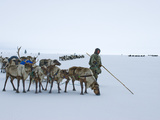 Caravan Leader of the Komi Reindeer Herders Looks for the Best Route Photographic Print by Gordon Wiltsie