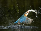 An Adult Male Common Kingfisher, Alcedo Atthis, with a Common Roach Photographic Print by Joe Petersburger