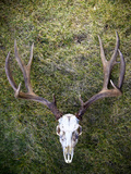 A Mule Deer Skull from Wyoming Photographic Print by Drew Rush