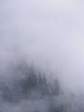 Coastal Temperate Rainforest in Clouds, Anan Creek, Alaska Fotografisk trykk av Matthias Breiter/Minden Pictures Coastal Temperate Rainforest in Clouds, Anan Creek, Alaska Fotografisk trykk av Matthias Breiter/Minden Pictures