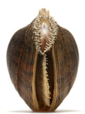Mountain Creekshell Mussel Collected from a Fresh Water River Sample Photographic Print by David Liittschwager