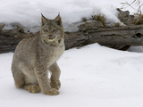 Canada Lynx (Lynx Canadensis) Sitting in the Snow, Kalispell, Montana Fotografisk trykk av Matthias Breiter/Minden Pictures Canada Lynx (Lynx Canadensis) Sitting in the Snow, Kalispell, Montana Fotografisk trykk av Matthias Breiter/Minden Pictures
