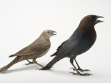 Male and Female Brown-Headed Cowbirds, Molothrus Ater Photographie par Joel Sartore