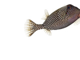 A Whitespotted Boxfish Collected from a Sample of Coral Reef Photographic Print by David Liittschwager
