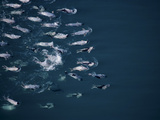 Harp Seals Migrate Through Lancaster Sound Photographie par Paul Nicklen
