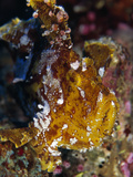 A Well Camouflaged Leaf Scorpionfish Hunting for Anthias Fish Photographic Print by Tim Laman