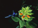 Violet-Bellied Hummingbird (Damophila Julie Panamensis), Barro Colorado Island, Panama Photographic Print by Christian Ziegler/Minden Pictures
