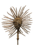 A Burio Tree Seed Collected from a Sample of Tropical Cloud Forest Photographic Print by David Liittschwager