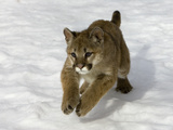 Mountain Lion (Felis Concolor) Cub in the Snow, Kalispell, Montana Fotografisk trykk av Matthias Breiter/Minden Pictures Mountain Lion (Felis Concolor) Cub in the Snow, Kalispell, Montana Fotografisk trykk av Matthias Breiter/Minden Pictures