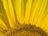 Close Up of a Sunflower, Helianthus Petiolaris Photographic Print by Joe Petersburger