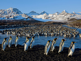King Penguins Return from the Sea to Feed their Chicks Photographie par Paul Nicklen