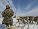 Reindeer Rest after Wallowing Through Deep, Wet Spring Snow Photographic Print by Gordon Wiltsie