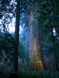An over 300 Foot Giant Redwood Tree Lámina fotográfica por Michael Nichols An over 300 Foot Giant Redwood Tree Lámina fotográfica por Michael Nichols
