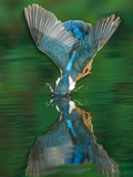 An Adult Male Common Kingfisher, Alcedo Atthis, Dives into the Water Photographic Print by Joe Petersburger