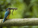 Adult Male Common Kingfisher, Alcedo Atthis, with an Agile Frog Photographic Print by Joe Petersburger