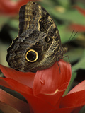 Illioneus Giant Owl (Caligo Illioneus) on Flower, Venezuela Photographic Print by Albert Lleal/Minden Pictures
