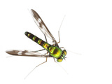 A Fly of the Genus Amblypsilopus Collected from a Tree-Canopy Sample Photographic Print by David Liittschwager