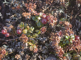 Tiny Lingonberry Bushes Grow Amongst Other Plants in the Tundra Photographie par Gordon Wiltsie