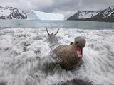 A Bull Elephant Seal Emerges from the Surf at Fortuna Bay Photographie par Paul Nicklen