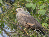 Savannah Hawk, Buteogallus Meridionalis, Perched in a Tree Photographic Print by Roy Toft