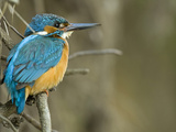 An Adult Male Common Kingfisher, Alcedo Atthis, on Overhanging Roots Photographic Print by Joe Petersburger