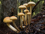 Mushrooms in Bull Creek Flats Photographic Print by National Geographic Photographer