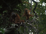 A Female Orangutan, Pongo Pygmaeus, and Her Baby in a Tree Lámina fotográfica por Tim Laman