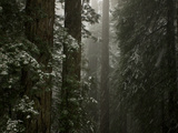 A Rare Dusting of Snow in Del Norte Redwoods State Park Lámina fotográfica por National Geographic Photographer A Rare Dusting of Snow in Del Norte Redwoods State Park Lámina fotográfica por National Geographic Photographer