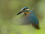 An Adult Male Common Kingfisher, Alcedo Atthis, Hovering over Water Photographic Print by Joe Petersburger