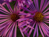 Close Up on Aster Flowers, Aster Species Photographic Print by Joe Petersburger