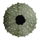 Sem View of the Ventral Surface of the Shell of a Common Sea Urchin (Paracentrotus Lividus) Photographic Print by Albert Lleal/Minden Pictures