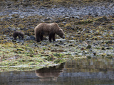 An Alaskan Brown Bear, Ursus Arctos, Foraging with Her Cub Photographic Print by Roy Toft