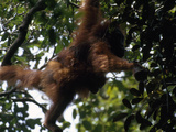 Female Orangutan, Pongo Pygmaeus, with Her Baby Clinging to Her Back Lámina fotográfica por Tim Laman